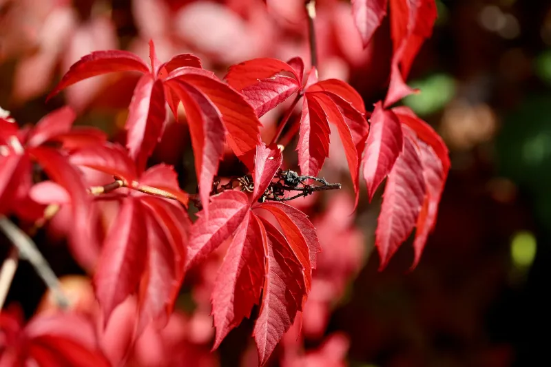 Plantes utilisées pour favoriser le confort circulatoire
