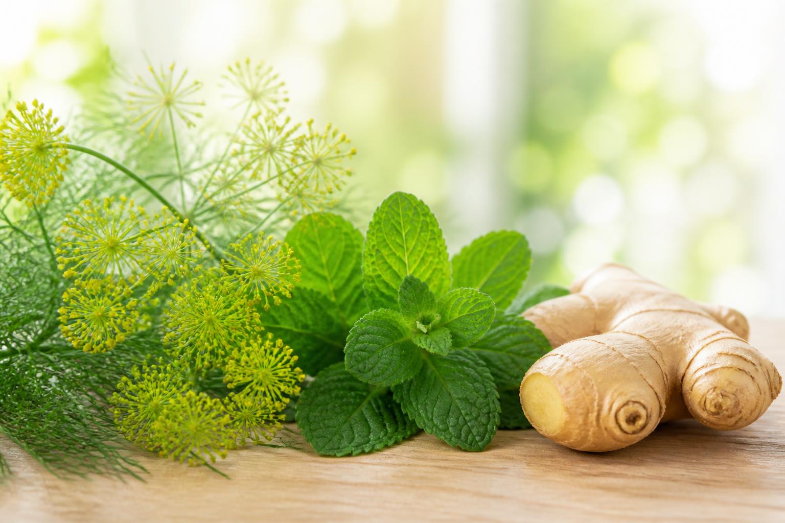 Plantes pour le confort digestif et le bien-être global : fenouil, menthe poivrée, gingembre pour soulager la sensation de lourdeur